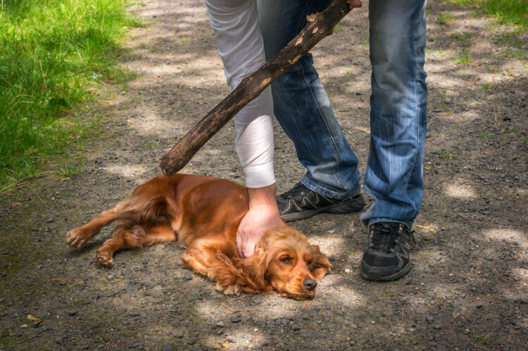 Seis años de cárcel por maltrato animal