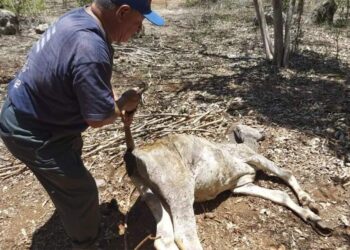 Emergencia en el campo: Sequía devasta a la ganadería en Tamaulipas y otros estados