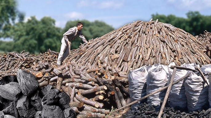 Vigila PROFEPA que no se registre producción clandestina de carbón vegetal