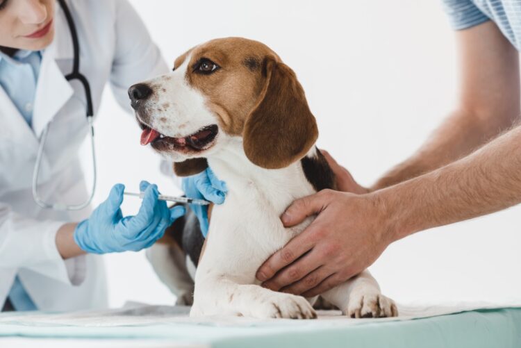 Inmunizar a los perros contra la rabia, básico para protegerlos
