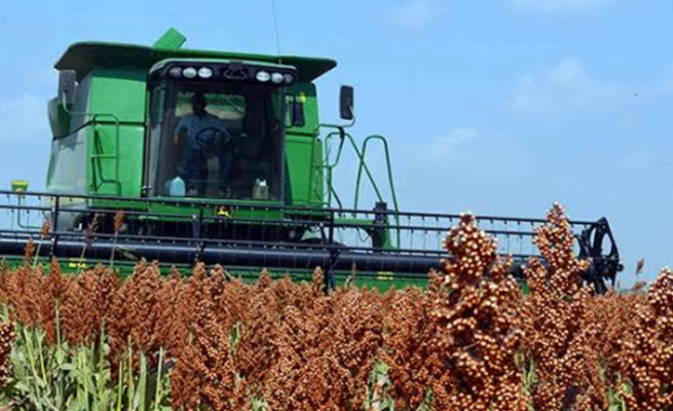 Trillas de sorgo rebasan el 60 por ciento de la superficie sembrada en la región