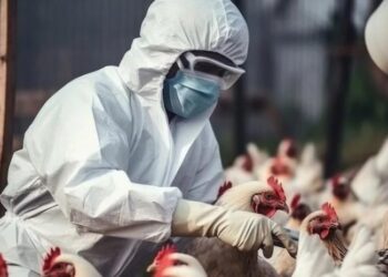 Gobierno mexicano contradice a la OMS; no hay ningún hombre muerto por gripe aviar
