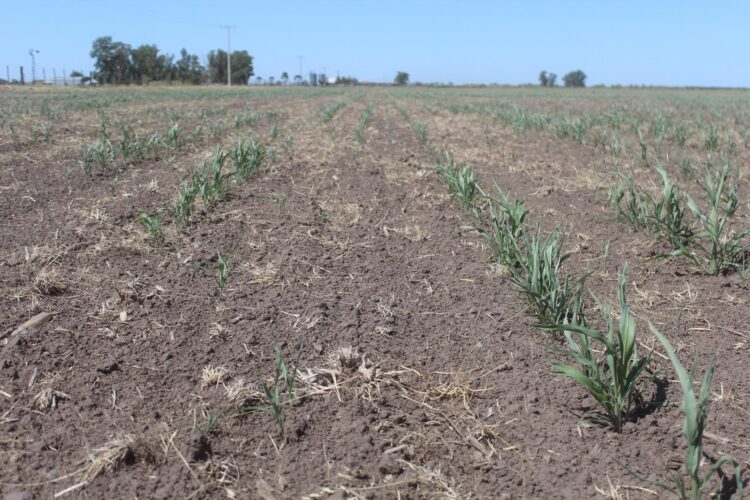 Acciones del Gobierno de Tamaulipas aminoran crisis de agua en el sur