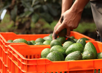 EU levanta castigo a productores de aguacate en México