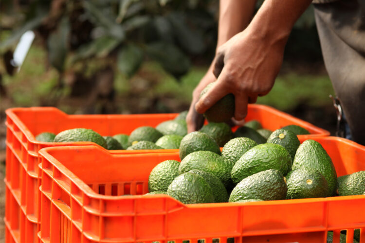 EU levanta castigo a productores de aguacate en México