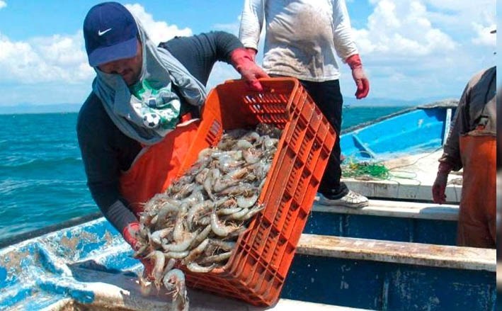 Por terminar veda del camarón en laguna madre