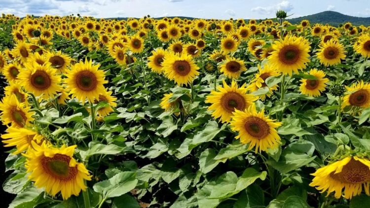 De manifiesto interés de agricultores por sembrar otros cultivos y dejar el sorgo