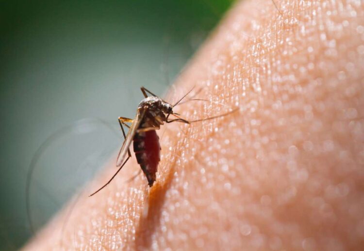 Agotados repelentes contra insectos en farmacias y comercios de San Fernando