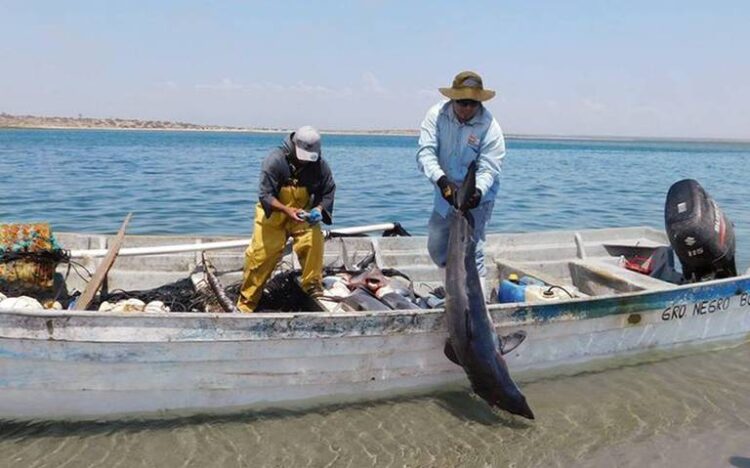 Pescadores ya están de nueva cuenta en la captura de tiburones en el Golfo de México