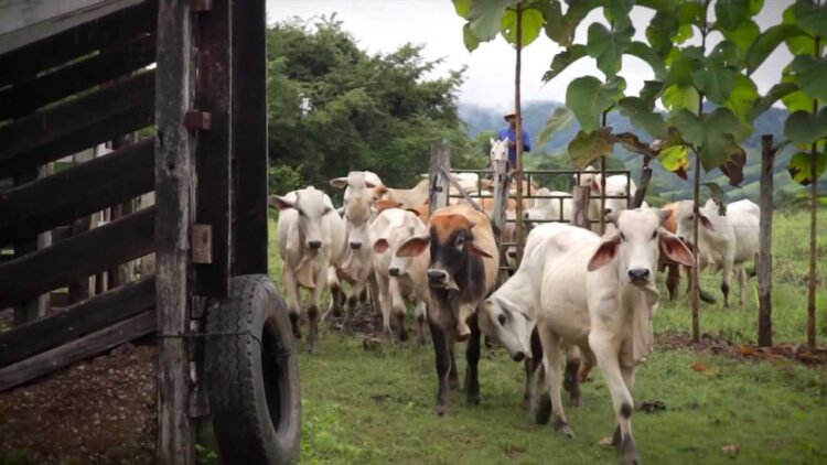 Lluvias aseguran tiempos de “vacas” gordas a ganaderos de San Fernando