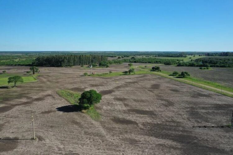 A China podría ir a parar próxima producción de sorgo de Tamaulipas