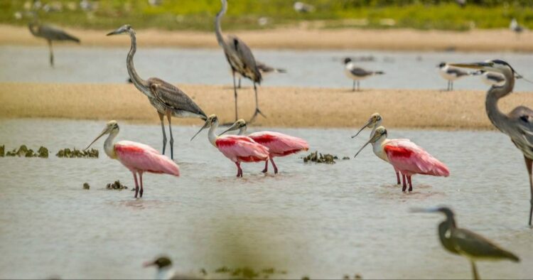 Aves exóticas hacen escala en la laguna madre; con su plumaje adornan el panorama