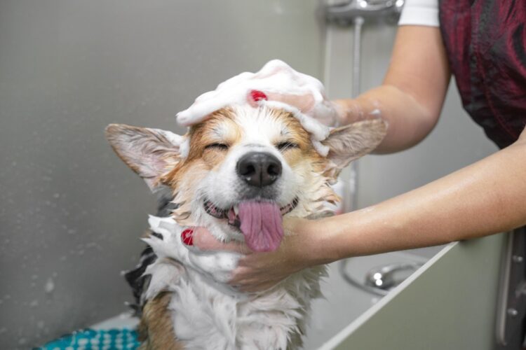 Por elevadas temperaturas recomiendan más cuidados con las mascotas
