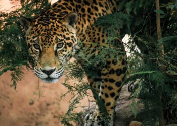 Presenta Tamaulipas oferta turística cinegética en Texas, Estados Unidos