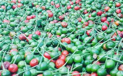Chile piquín, “el oro verde” de San Fernando ya hay en abundancia; bajó el precio