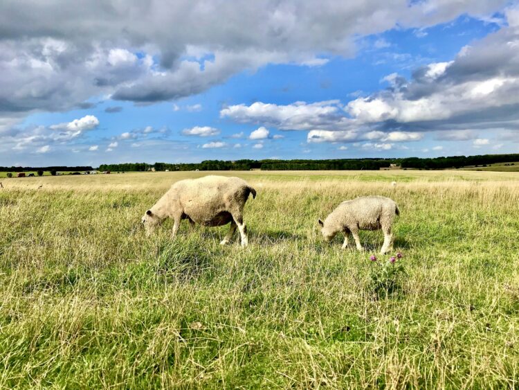 Lluvias aseguran comida para las vacas y son buen augurio para producción del campo