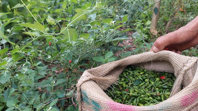 En buen momento la “pizca” de chile del monte en San Fernando