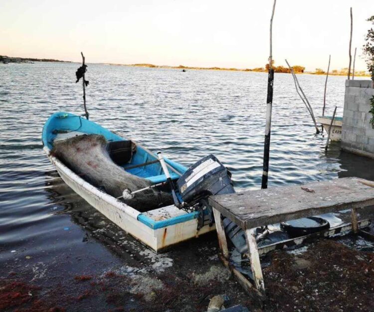 La próxima semana termina perniciosa veda de Lisa en la laguna madre
