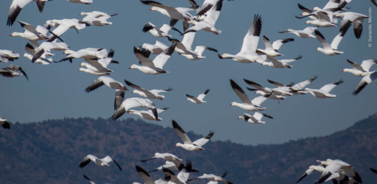 En invierno aves toman como refugio la laguna madre