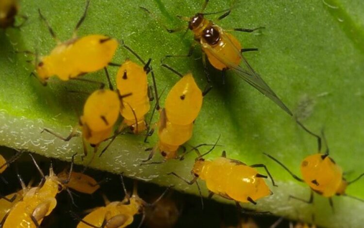 No bajar la guardia ante el “pulgón amarillo”, advierten a productores