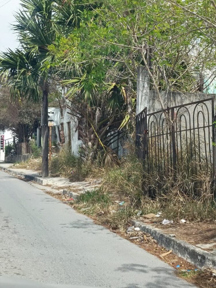 Terrenos llenos de monte, una problemática de San Fernando