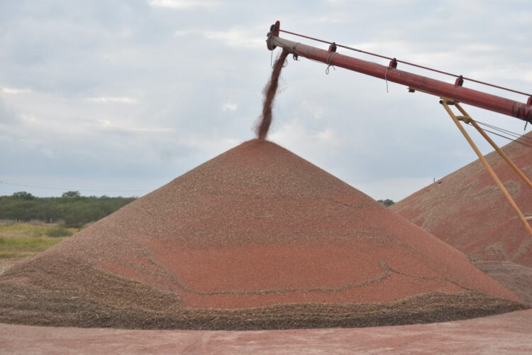 Productores de sorgo tamaulipecos se beneficiarán con la Ley de Biocombustibles