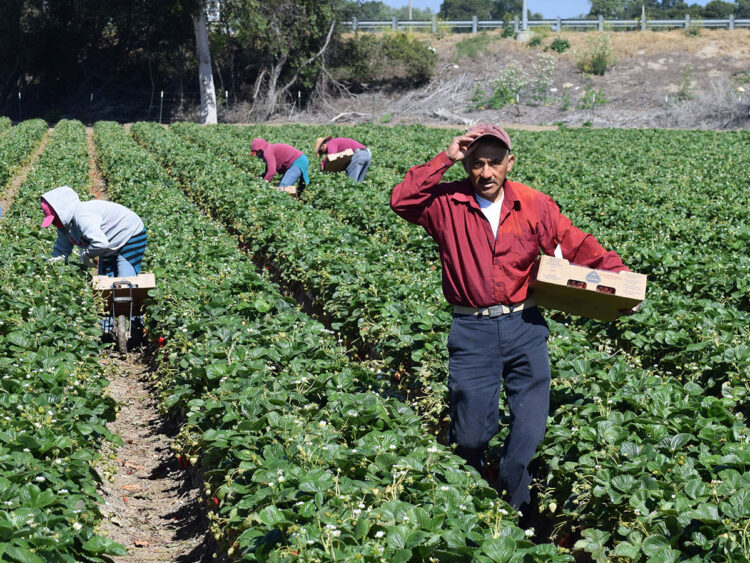 Los inmigrantes pagan el 19,2% de los impuestos en Estados Unidos, más de 650.000 millones de dólares