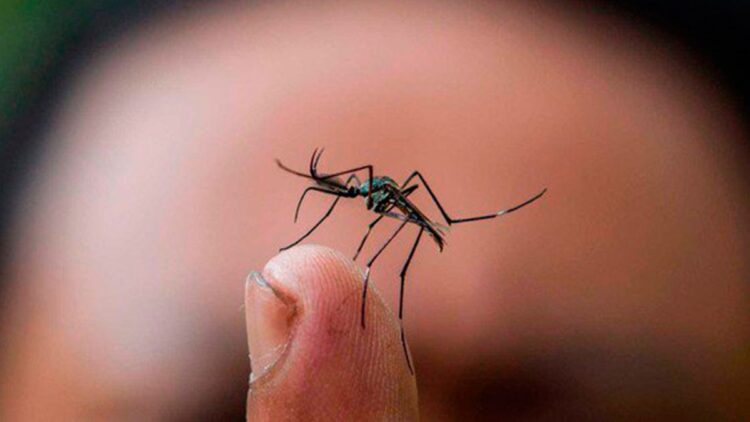Participación comunitaria clave para eliminar criaderos y dengue: SST