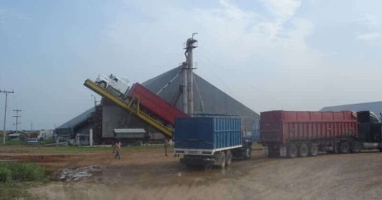 En una buena cosecha de sorgo, los más beneficiados serían “los coyotes”