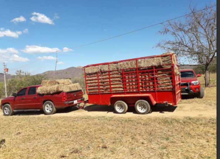 Falta de lluvias comienza a “pegar” a ganadería de la región