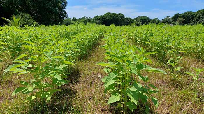 Cultivo se sorgo muy pronto pasará a la historia