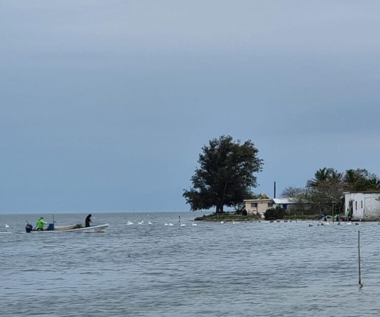 Muestras pescadores respeto por la veda del camarón en laguna madre