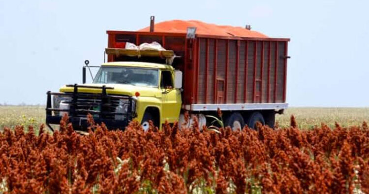 Sorgueros de Tamaulipas denuncian extorsión de la Guardia Nacional; SADER investiga