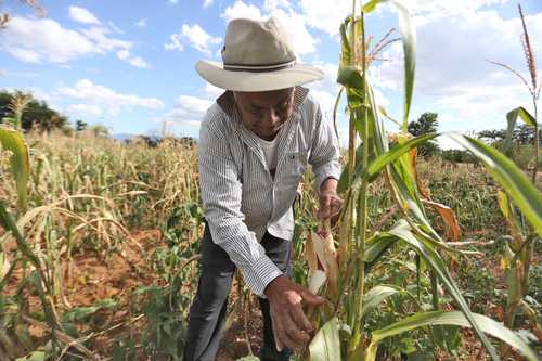 Gobierno de la 4T invierte mucho dinero en comprar cosechas de pequeños productores