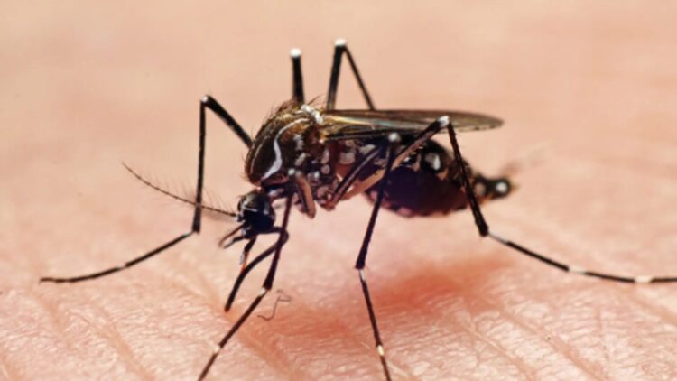 Plaga zancudos agota existencias de insecticidas