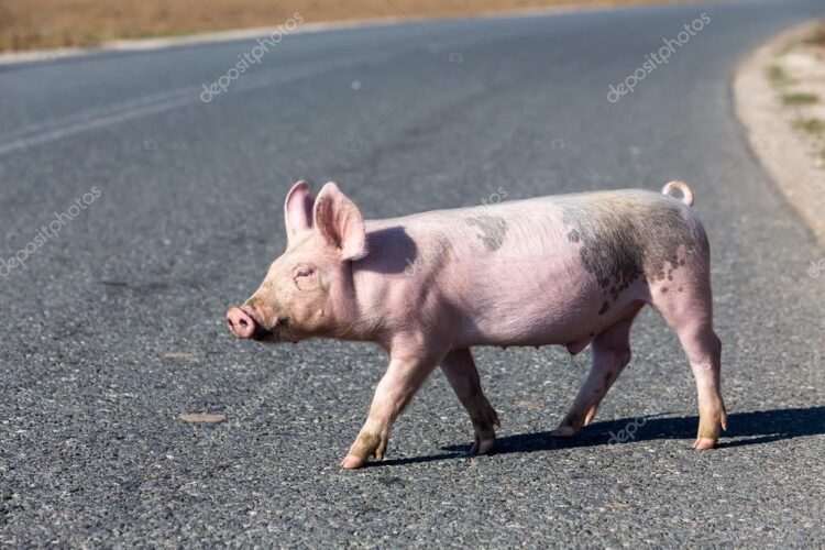 Animales sueltos en las calles empeoran imagen urbana de San Fernando