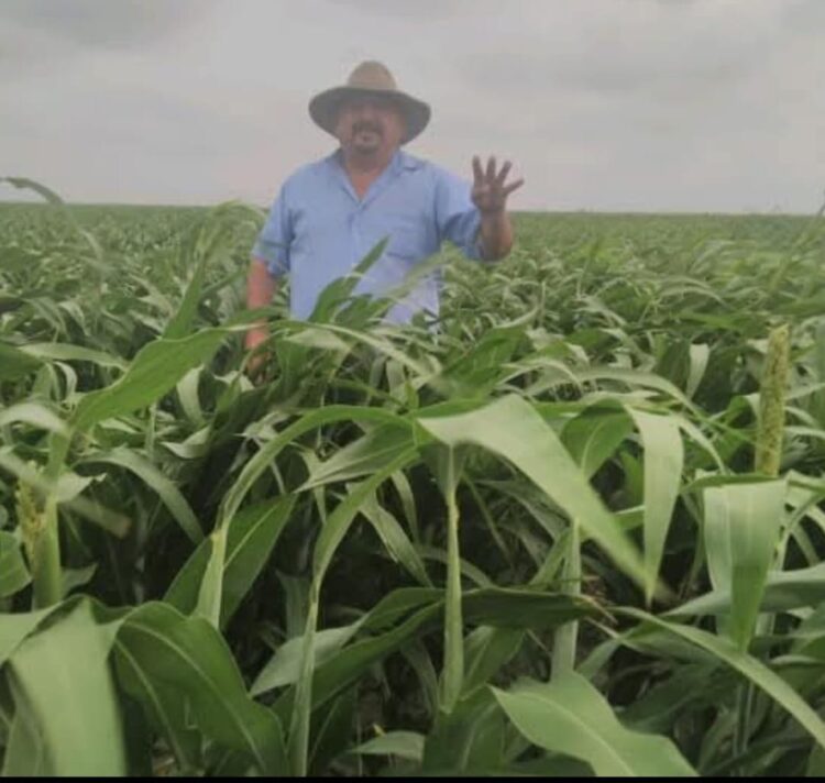 Precio del sorgo tiene que verse con tiempo y corregir acuerdo internacional: MC