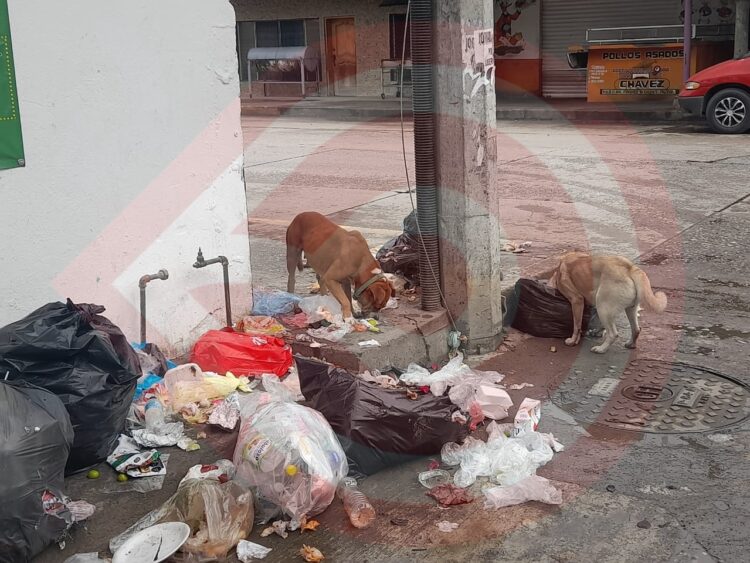 Canes callejeros son problema que amerita solución