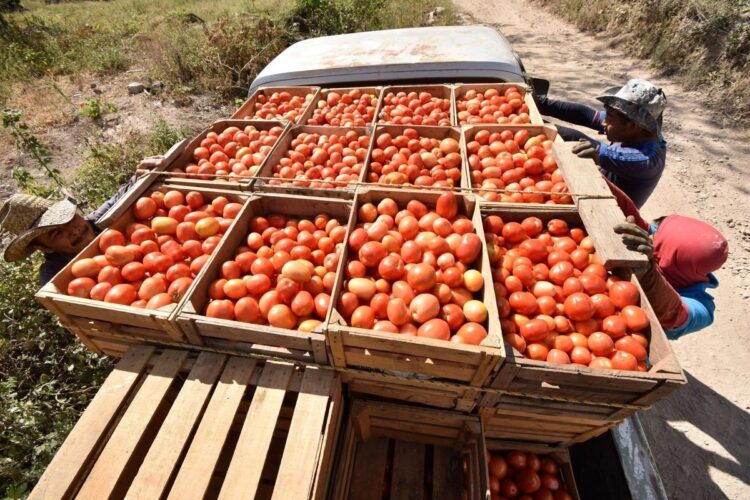 Productores de jitomate piden precio mínimo para poder seguir exportando: CSP