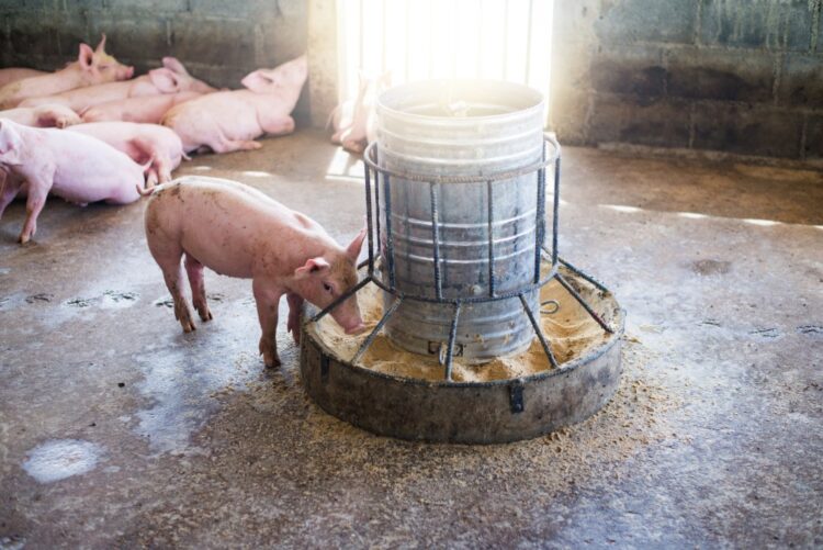 San Fernando es factible para instalación de agroindustrias