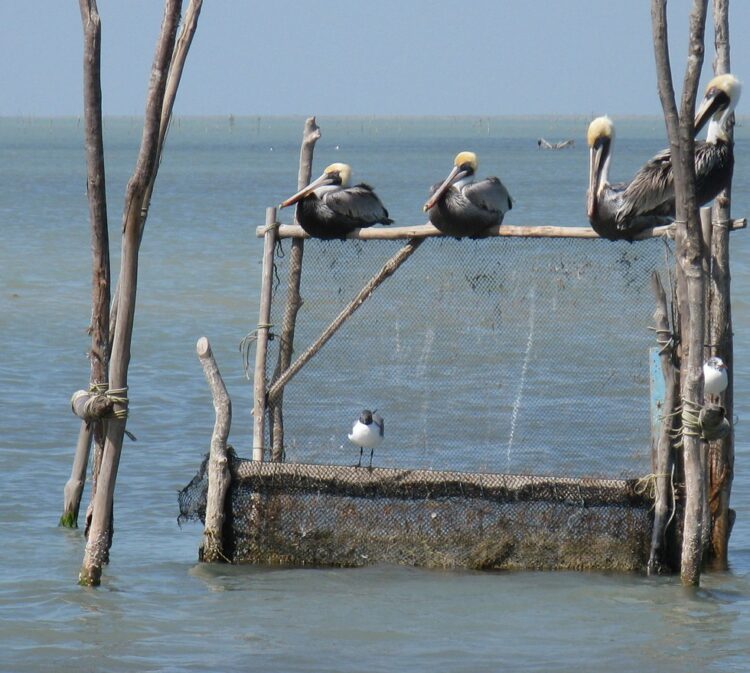 Esperan pescadores llueva suficiente para mejorar producción de especies