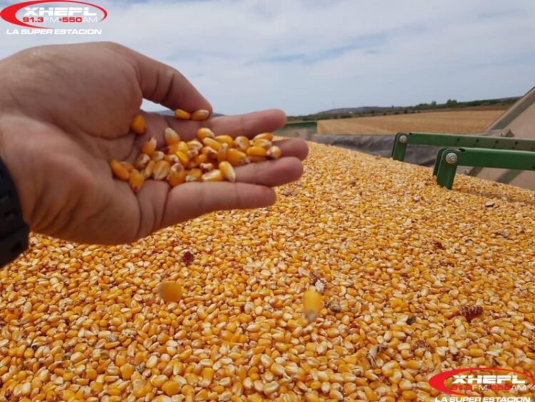 Gruma analiza aumentar importaciones de maíz de EU para mitigar efecto por precios más altos
