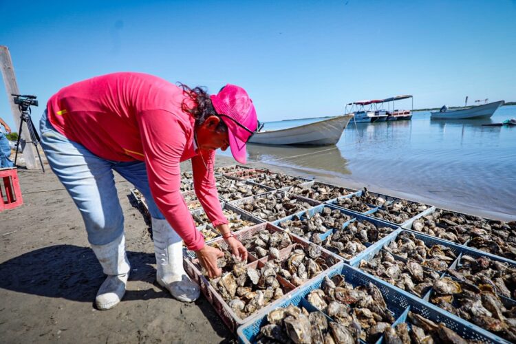 Olvidan proyecto de granjas de ostiones en la laguna madre