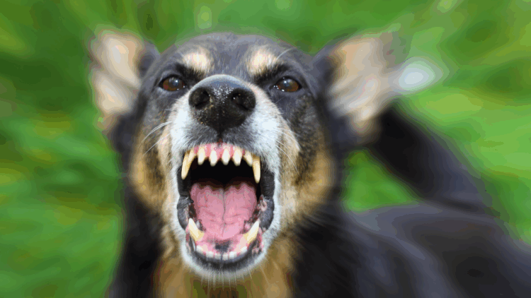 Fuertes calores sacan agresividad de los perros