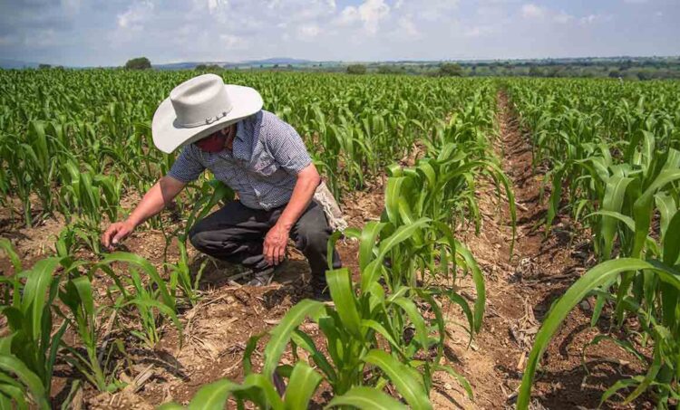 Plantean que diputados federales hagan por el presupuesto del campo 2026