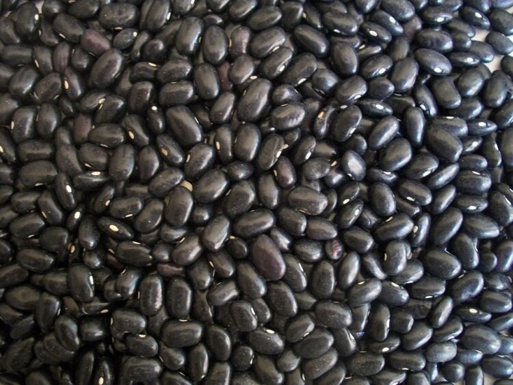 Importaciones de frijol desde EU agravan la crisis de los agricultores