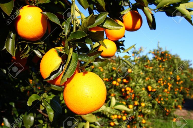 Productores de Tamaulipas cierran 2025 con logros y retos económicos