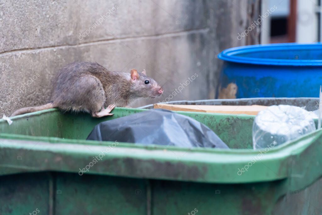 Surgen ratas entre la basura acumulada de varios días – Periodico Encuesta