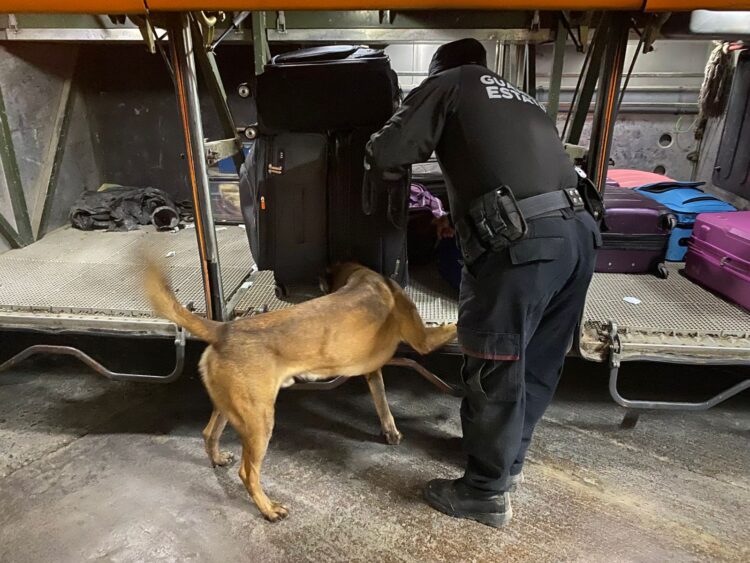 Guardia Estatal refuerza vigilancia con binomios caninos en la Central de Autobuses de Victoria