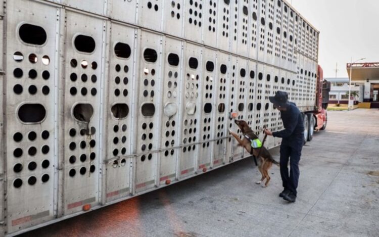México intensifica contención del Gusano Barrenador del Ganado